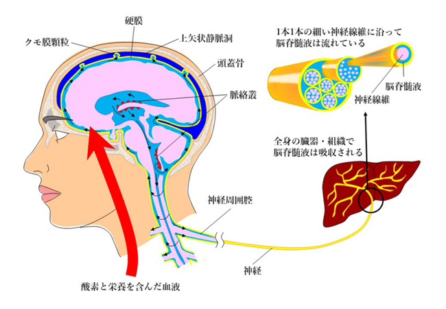 脳脊髄液調整治療法（CSFプラクティス） :: Momdoマッサージ整体