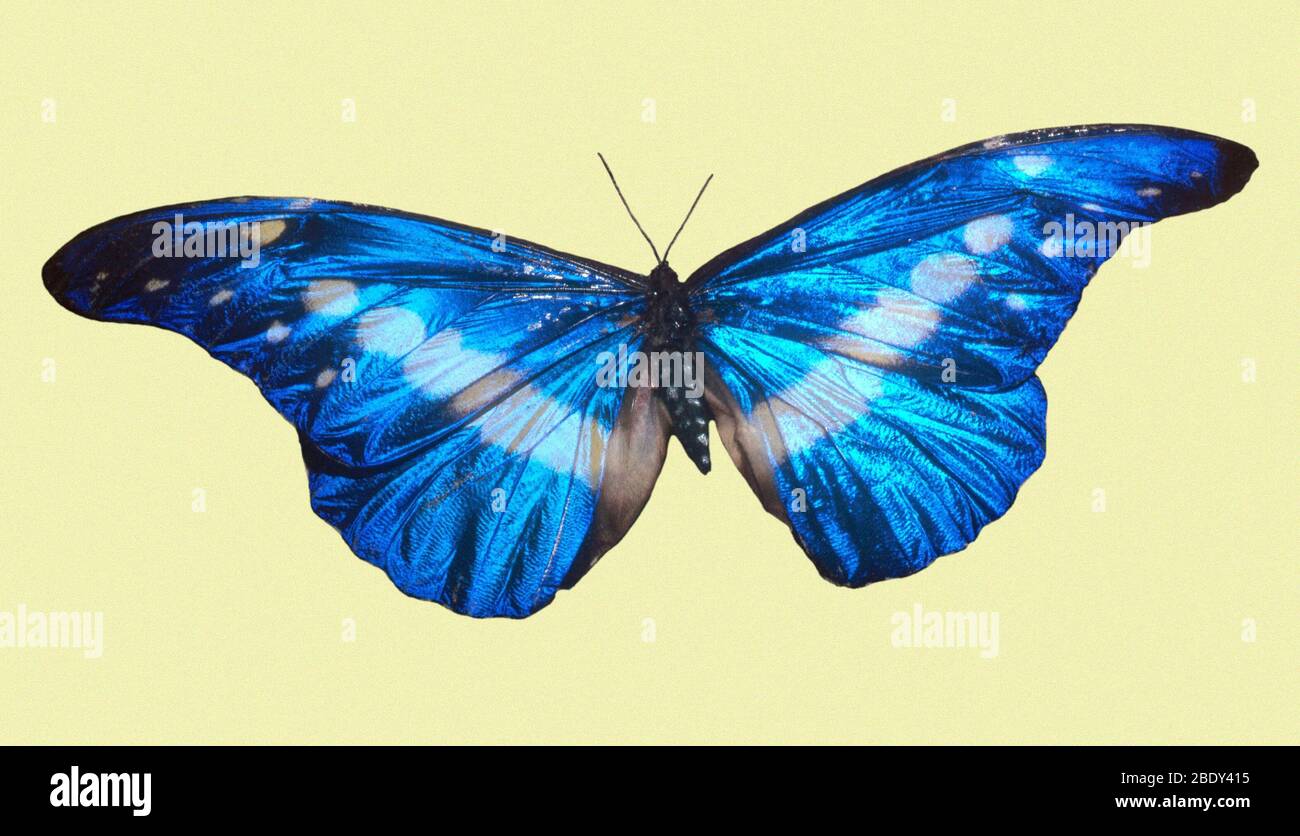 Morpho helena hi-res stock photography and images - Alamy
