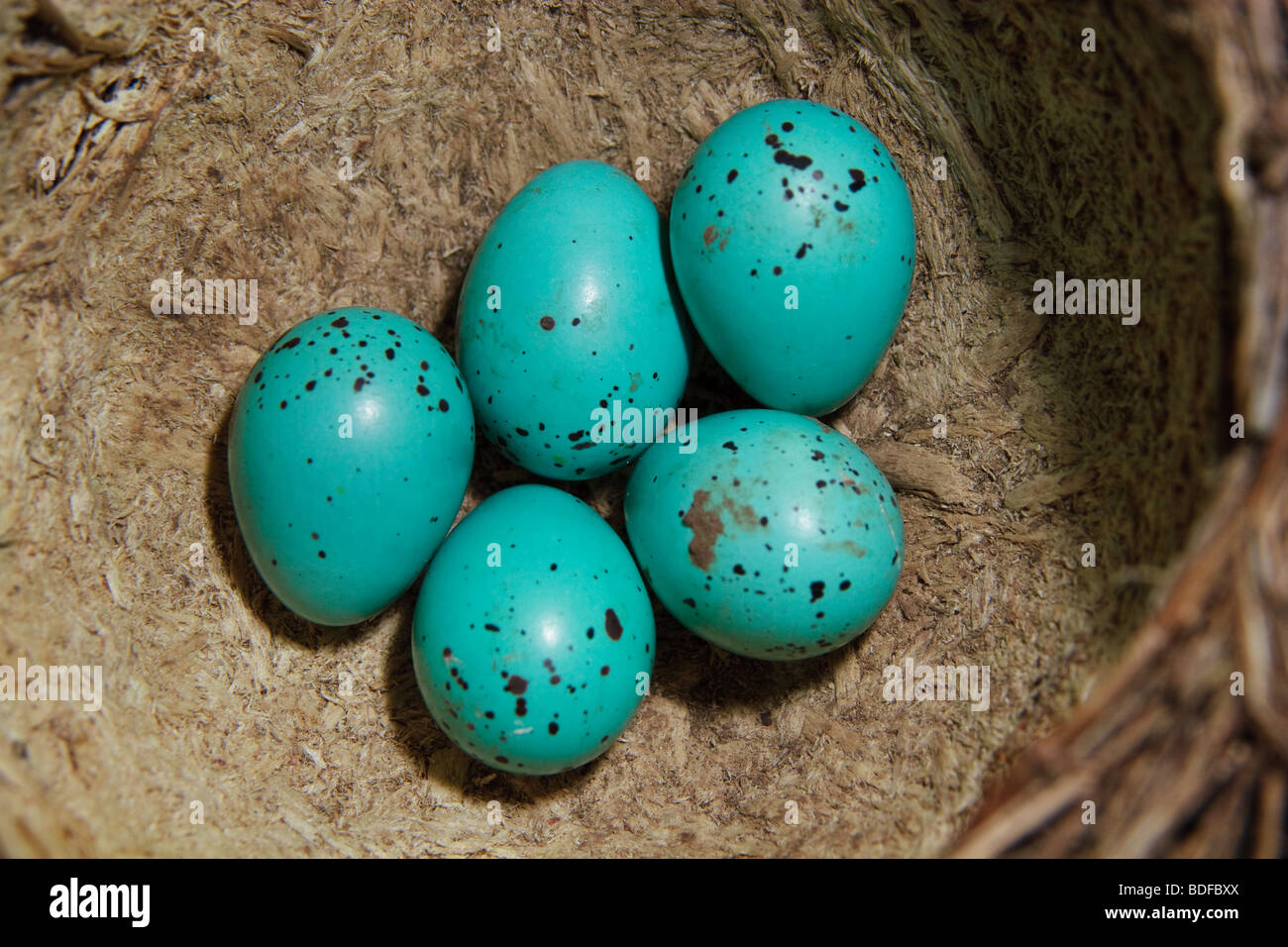 Thrush eggs hi-res stock photography and images - Alamy