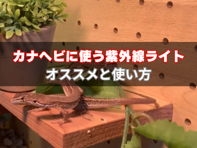 爬虫類 トカゲ カナヘビ 飼育セット 紫外線ライト 保温ライト 楽天市場