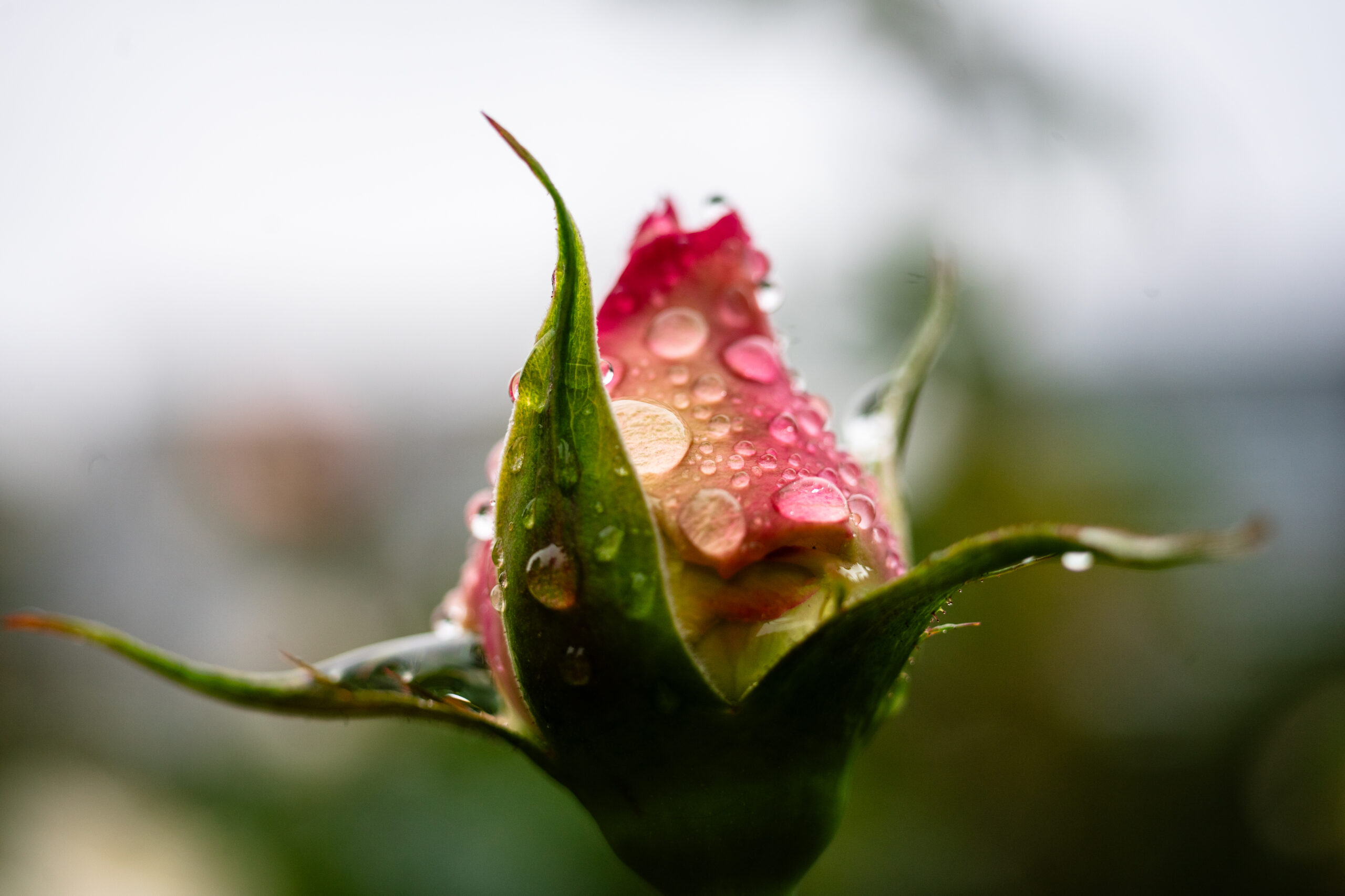 作例&レビュー】Super-Multi-Coated MACRO-TAKUMAR 50mm F4 標準から