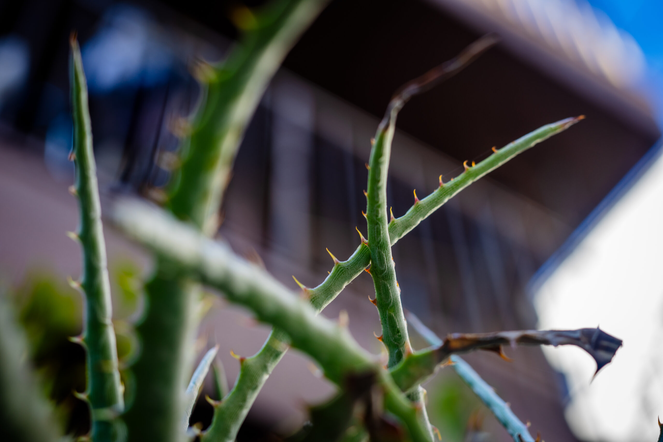 作例&レビュー】Super-Multi-Coated MACRO-TAKUMAR 50mm F4 標準から