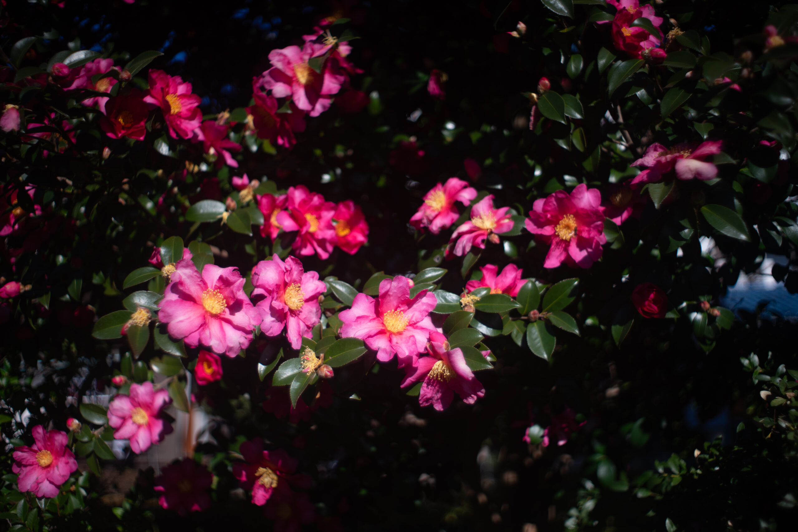 作例&レビュー】PENTAX SMC TAKUMAR 35mm F2 オールド35mmの魅力