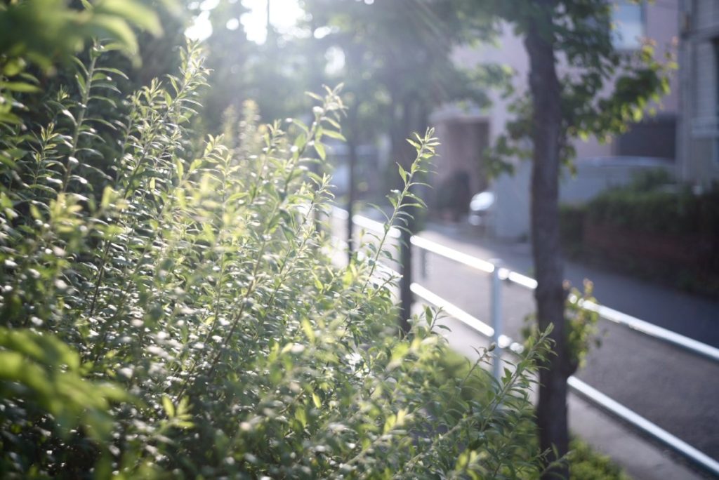 優しい光に包まれて。KONISHIROKU HEXAR（ヘキサー） 50mm f3.5作例