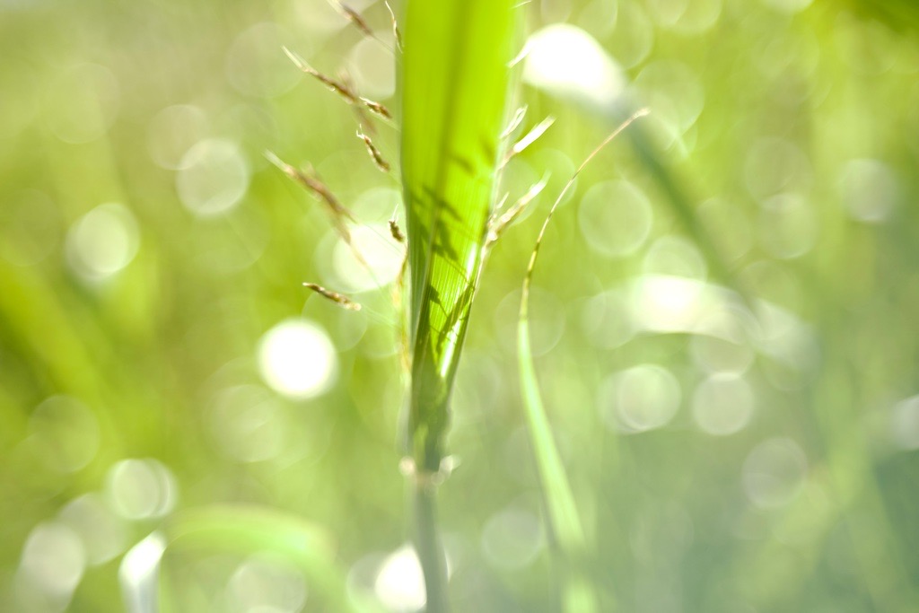 バブルボケでいこう！FUJINON 55mm F2.2｜レビュー＆作例 - くららの