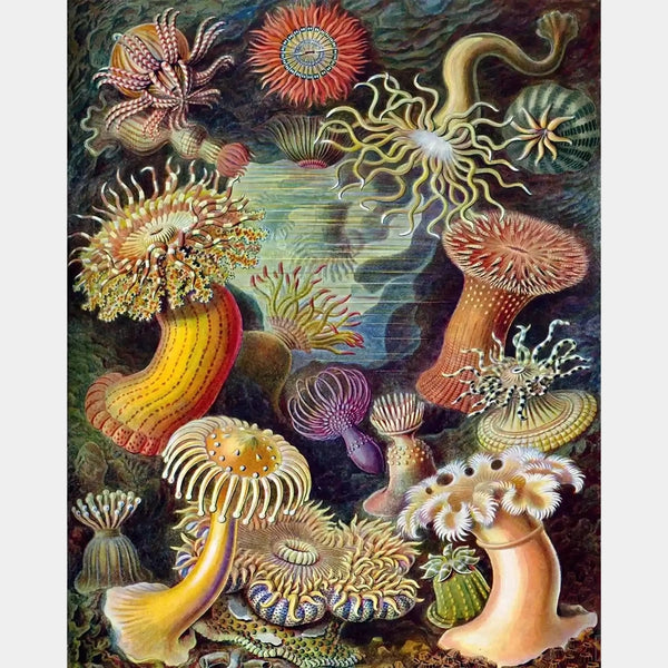 Ernst Haeckel's Sea Anemones - Bestselling Diamond Painting Kit