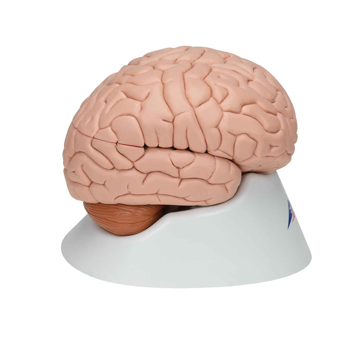 Deluxe 8-Part Detailed Brain Model | Medical Education Tool