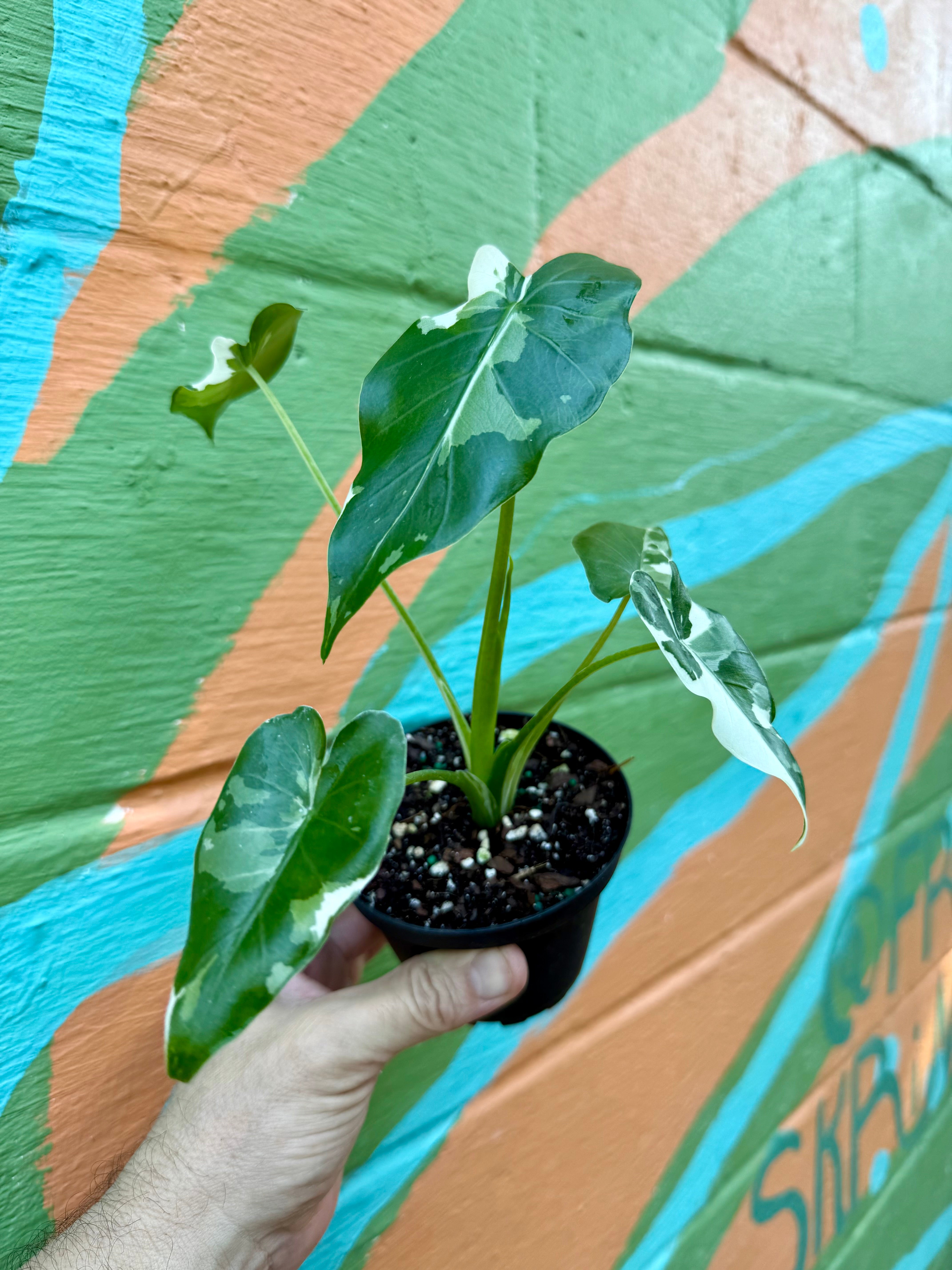 4” Alocasia odora 'Okinawa Silver' – Canopy Plant Co.