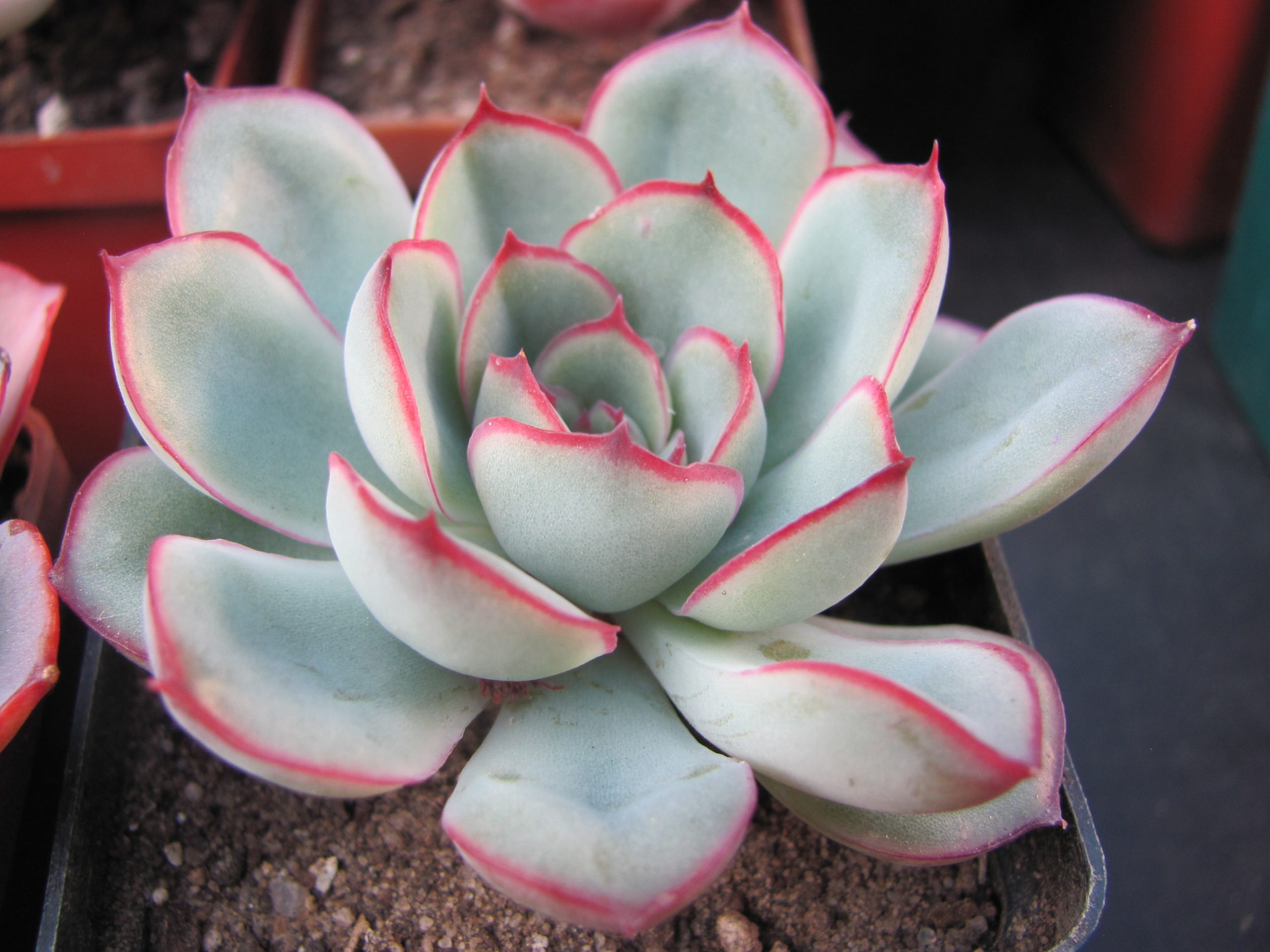 echeveria waxed weather m65 fishtail 黒 echeveria waxed M65