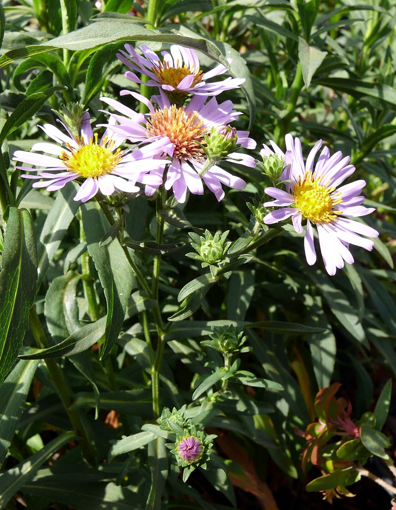 Aster chilensis 