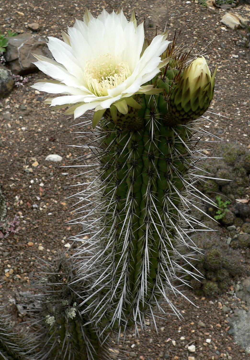 Screen-Shot-2020-04-28-at-12.