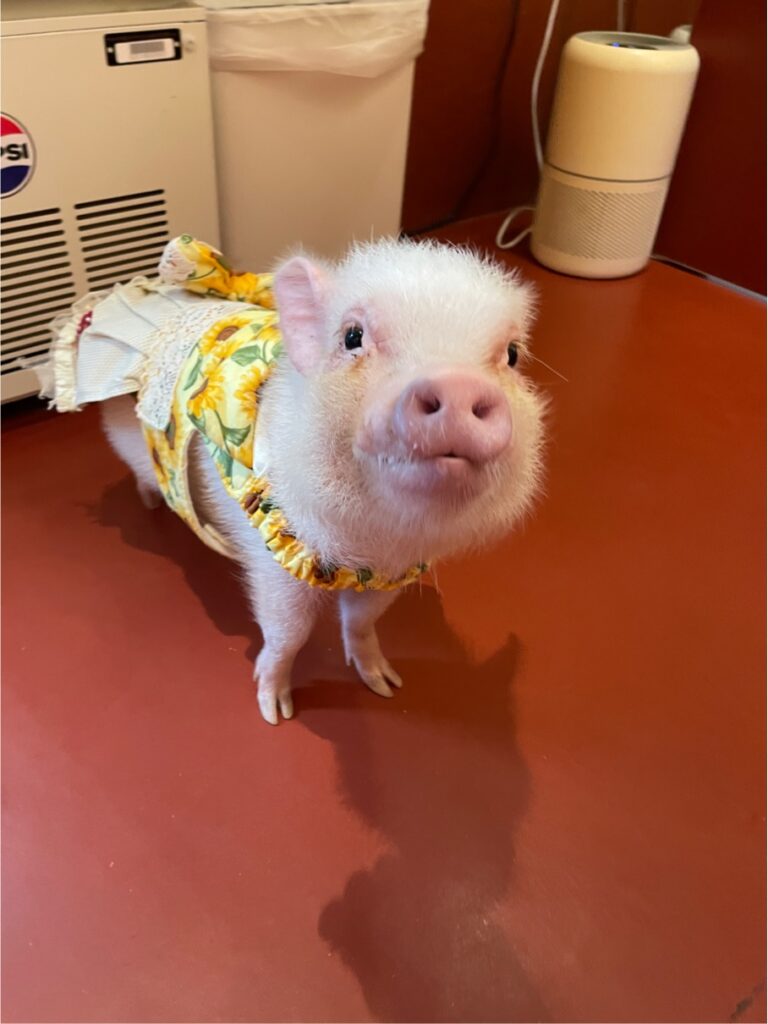 当店のマイクロブタ