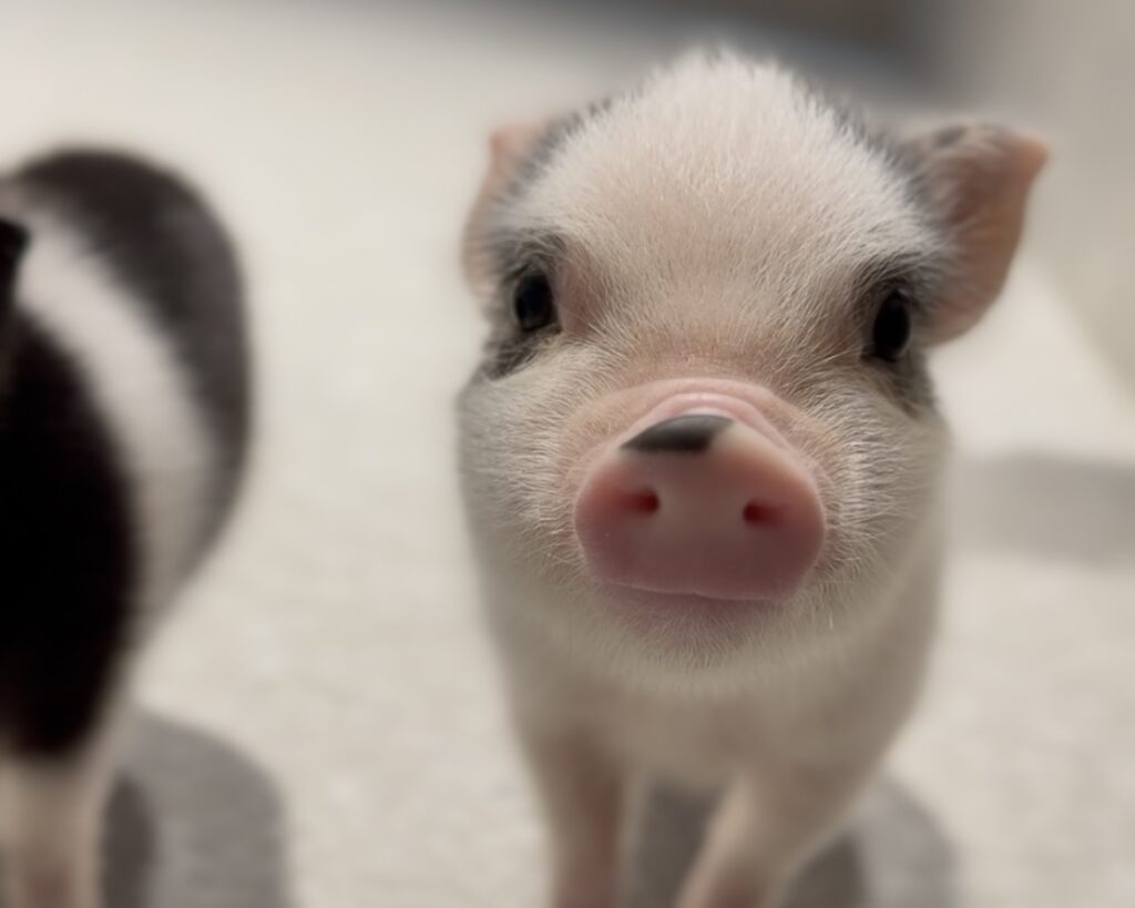 当店のマイクロブタ