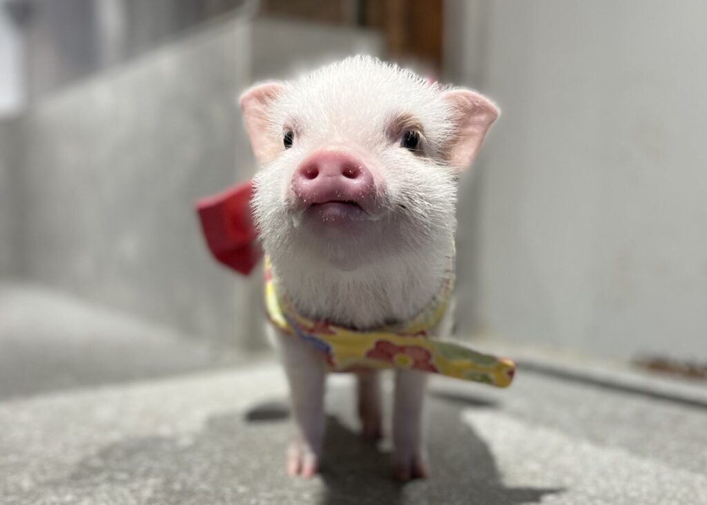 当店のマイクロブタ