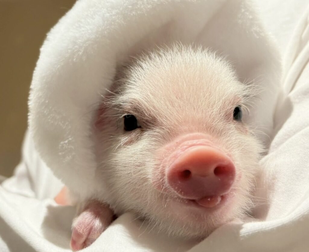 当店のマイクロブタ