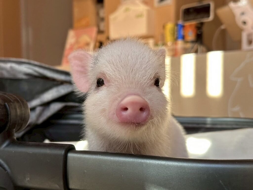 当店のマイクロブタ