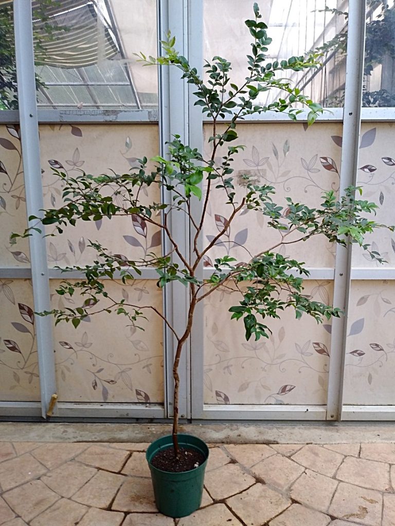 小葉系ジャボチカバ（ブラジル原産） | 西川農園