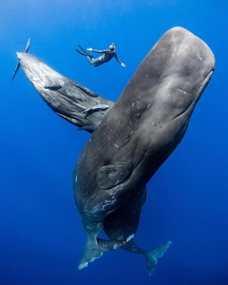 ディプティック】オー マージュ（ファブリス・ペルグラン） | カイエ