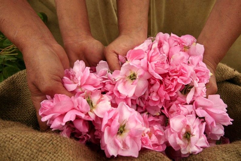 ペリス モンテカルロ】ローズ ドゥ メ（5月のバラ）（ジャン＝クロード