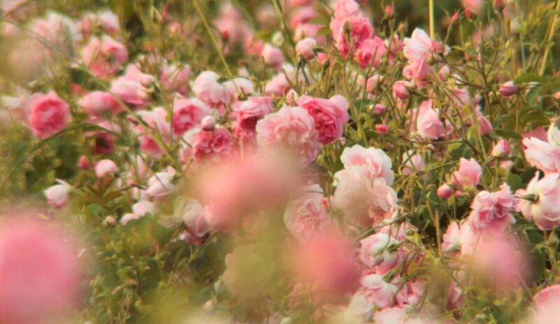 ペリス モンテカルロ】ローズ ドゥ メ（5月のバラ）（ジャン＝クロード