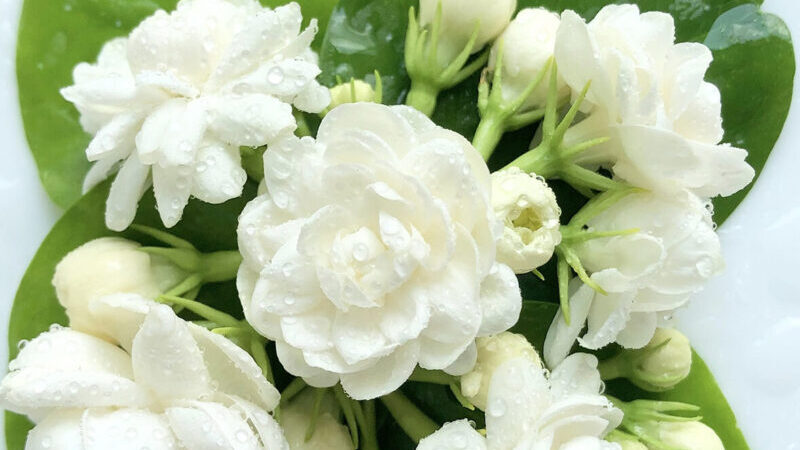 No.2 ジャスミン グリーン｜とてもムスキーな薔薇咲きのローズピカケの