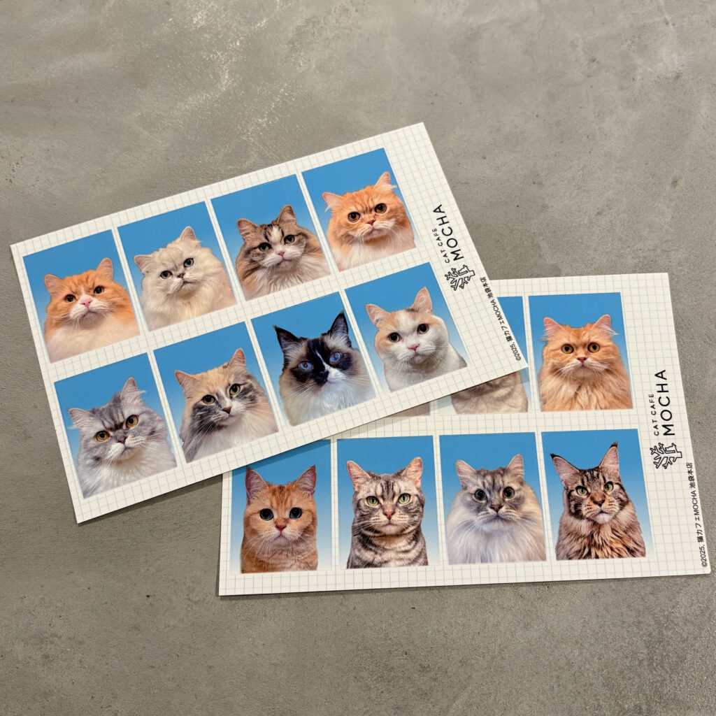 MOCHAにゃんず総選挙2025開催のお知らせ | お知らせ/メディア掲載情報