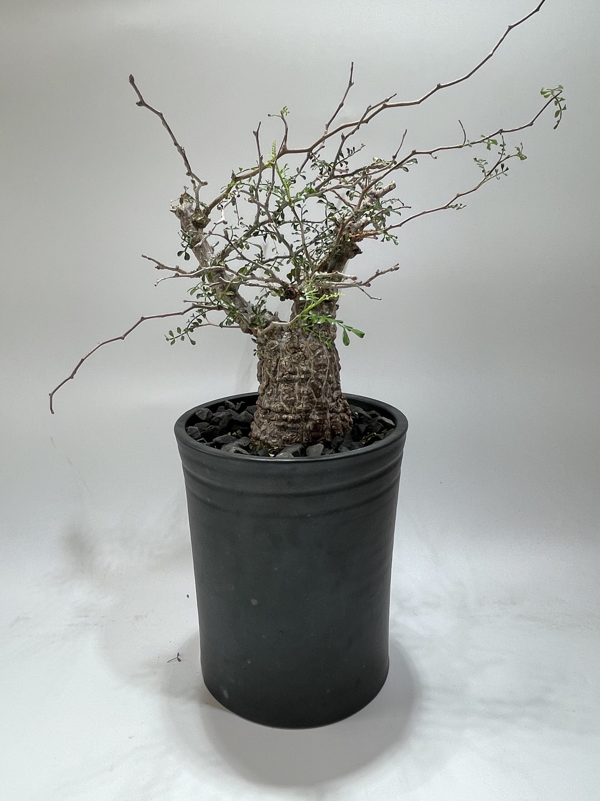 Operculicarya Pachypus オペルクリカリア・パキプス – Caudex