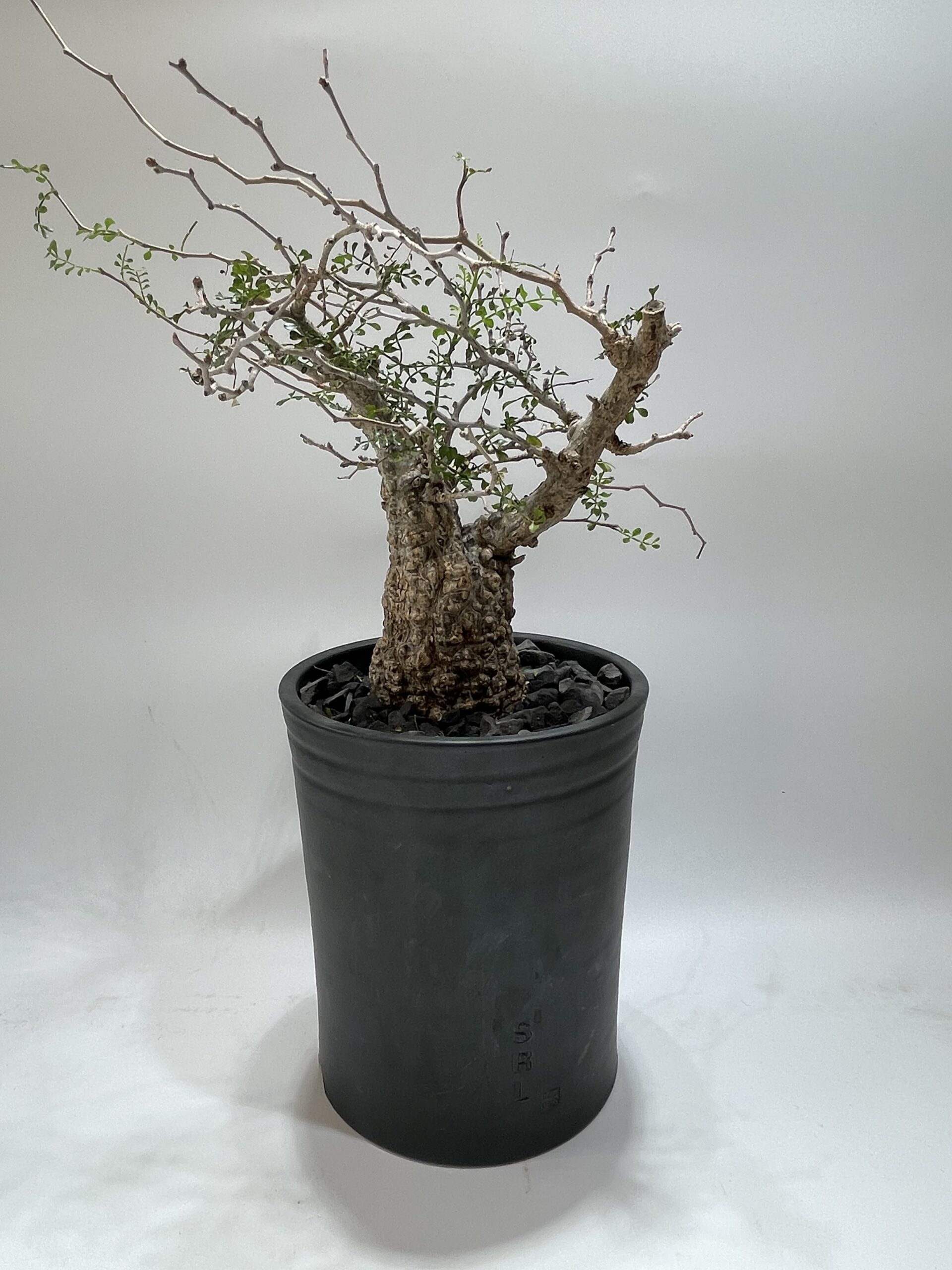 Operculicarya Pachypus オペルクリカリア・パキプス – Caudex