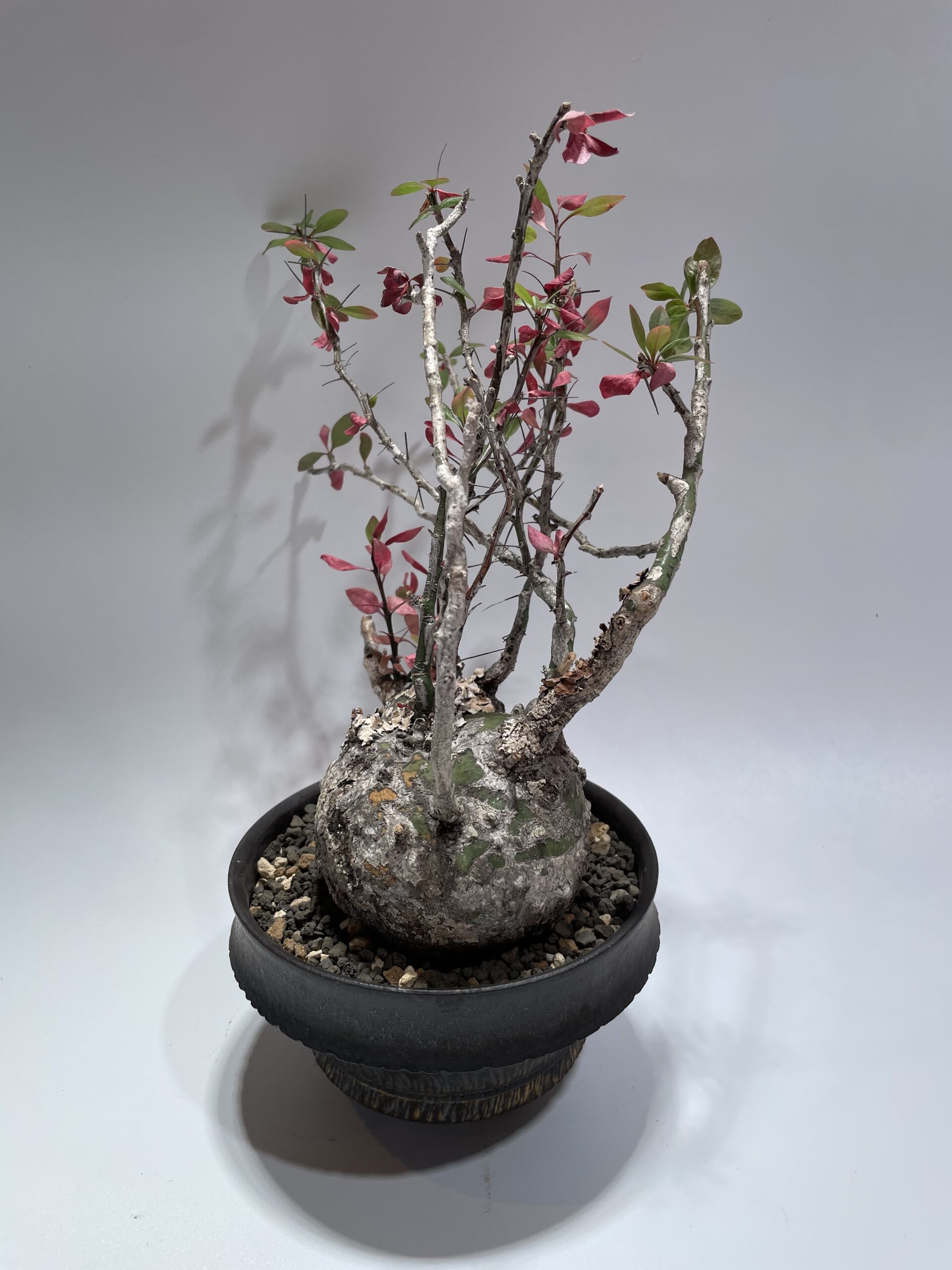 Fouquieria fasciculata フォークイエリア・ファシクラータ 現地球