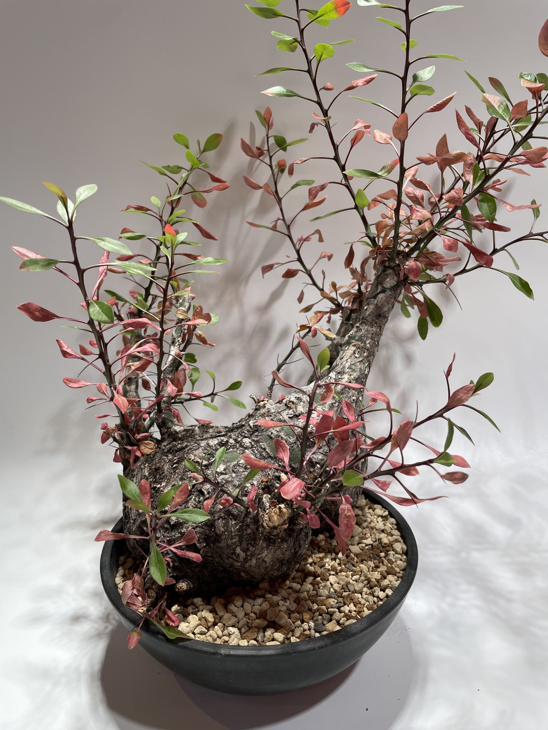 Fouquieria fasciculata フォークイエリア・ファシクラータ 現地球