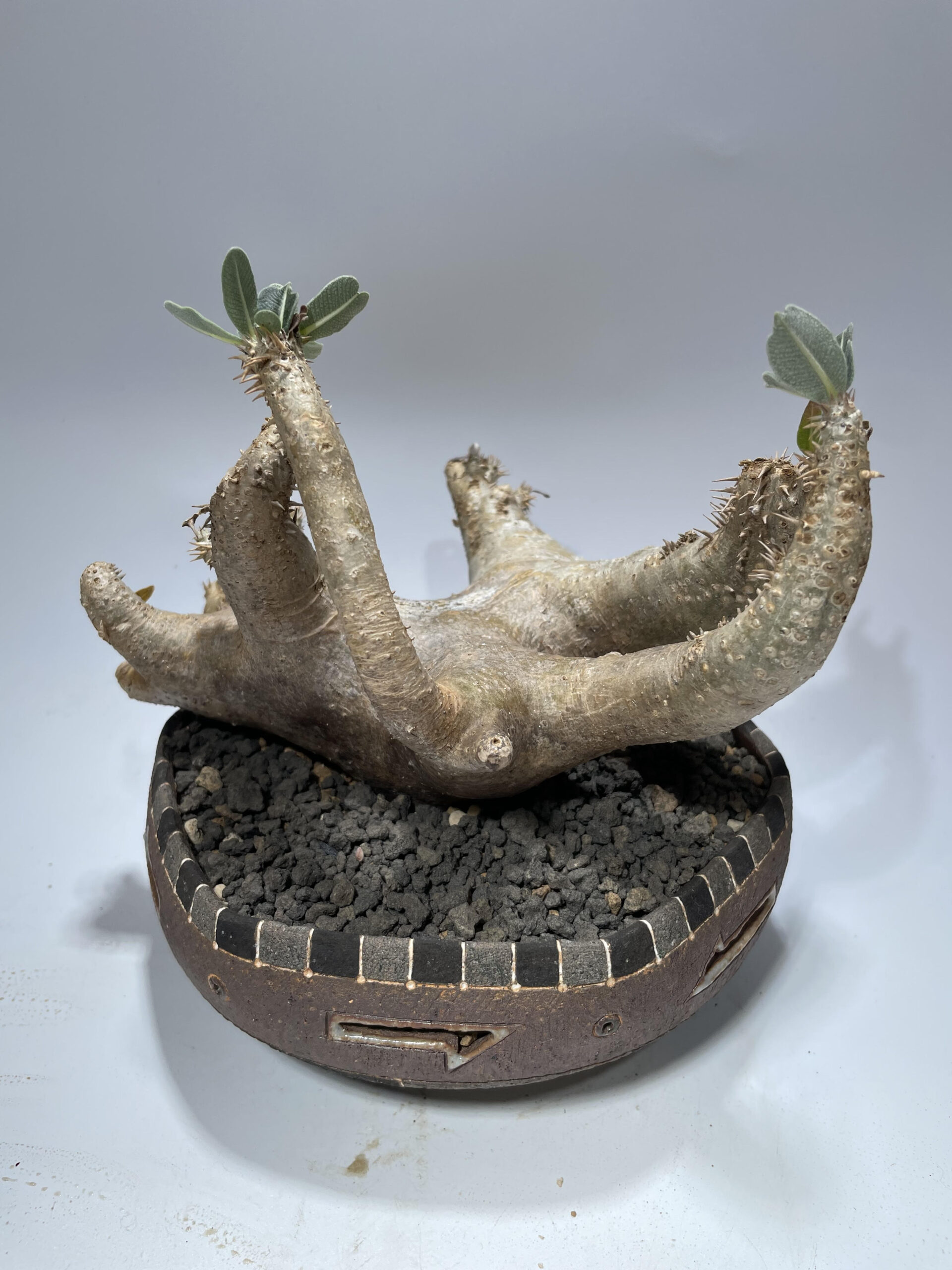 パキポディウム マカイエンセ 現地球 – Caudex