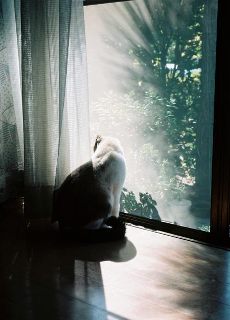 FUJICA GS645 Professional: causeapple