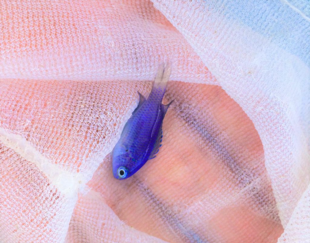 潮溜まり】死滅回遊魚採集のコツ【初心者向け】 | 生き物サーチング