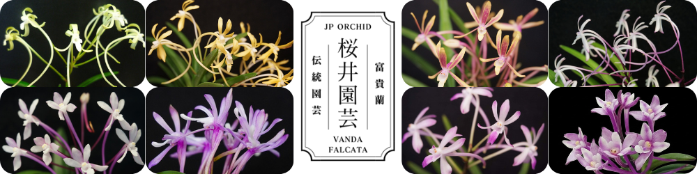 桜井園芸web shop】 富貴蘭/長生蘭/石斛 通販専門店