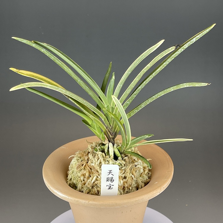 富貴蘭 必見！！至楽宝（至楽覆輪） 富貴蘭 必見！！至楽宝（至楽覆輪