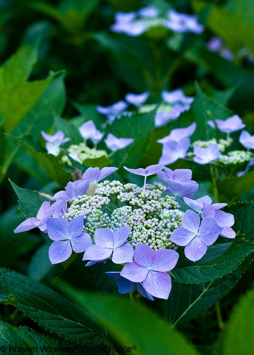 Hydrangea | Starlight | Parrans Greenhouse