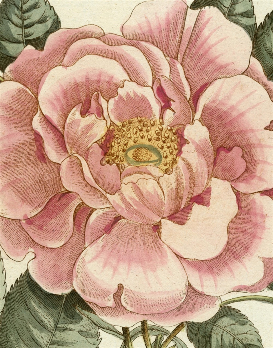 John Derian Picture Book | Lemuria Books