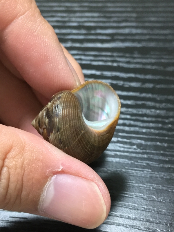 海で見かける】エビスガイ【食べられる貝】 - てれさの雑記