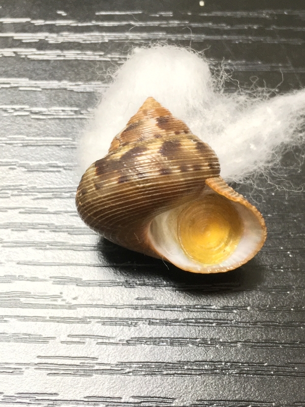 海で見かける】エビスガイ【食べられる貝】 - てれさの雑記