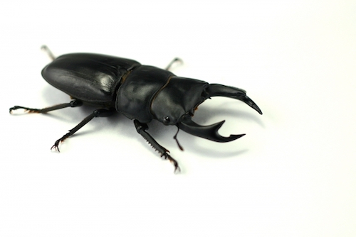 クワバカ』-クワガタを愛しすぎちゃった男たち- を読みながら。魔性の