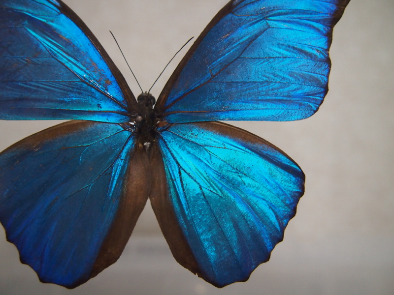 モルフォチョウの標本を購入してみたいあなたへ - tsujimotterのノート