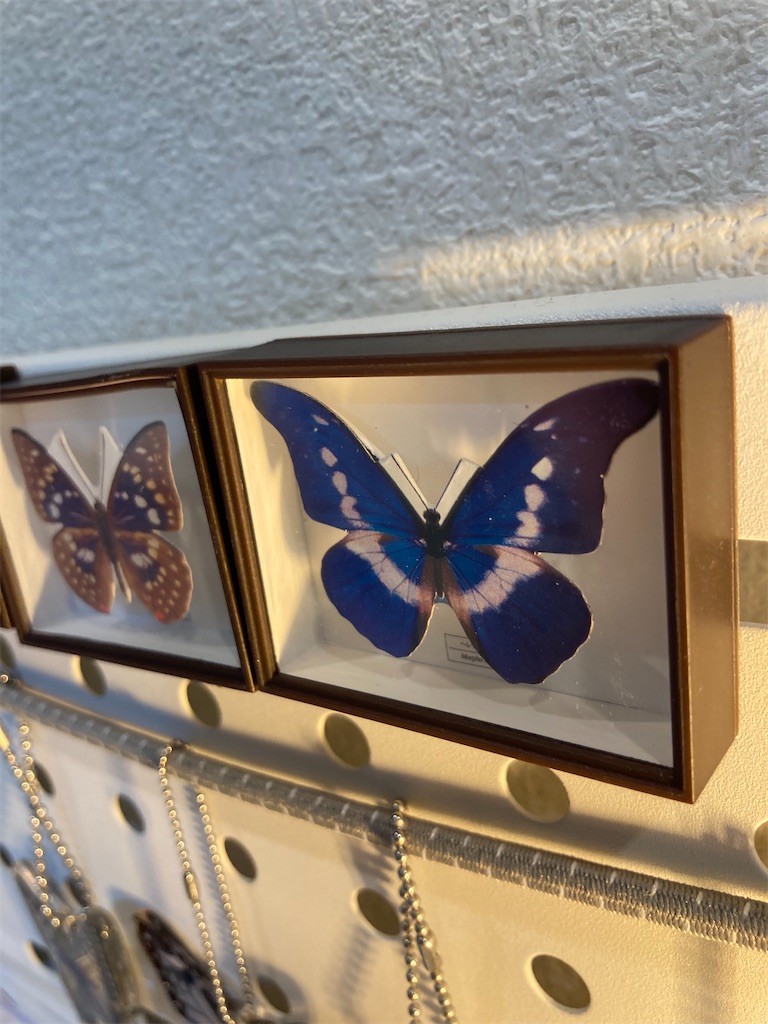 美しい蝶とドイツ箱マグネットコレクション - 獣医師ふーの日記