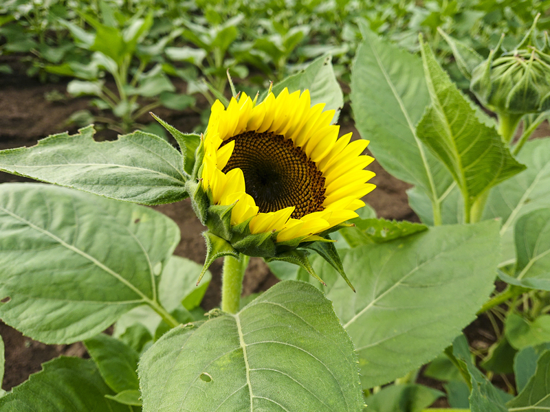 なんまちひまわりProject 2019 vol.9【お片付け&第二のひまわり開花