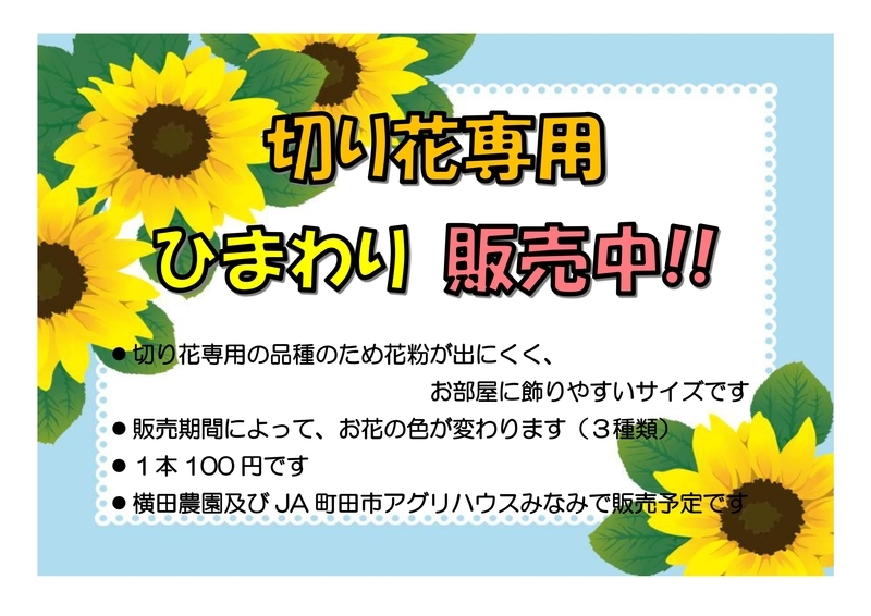 なんまちひまわりProject 2019 vol.9【お片付け&第二のひまわり開花