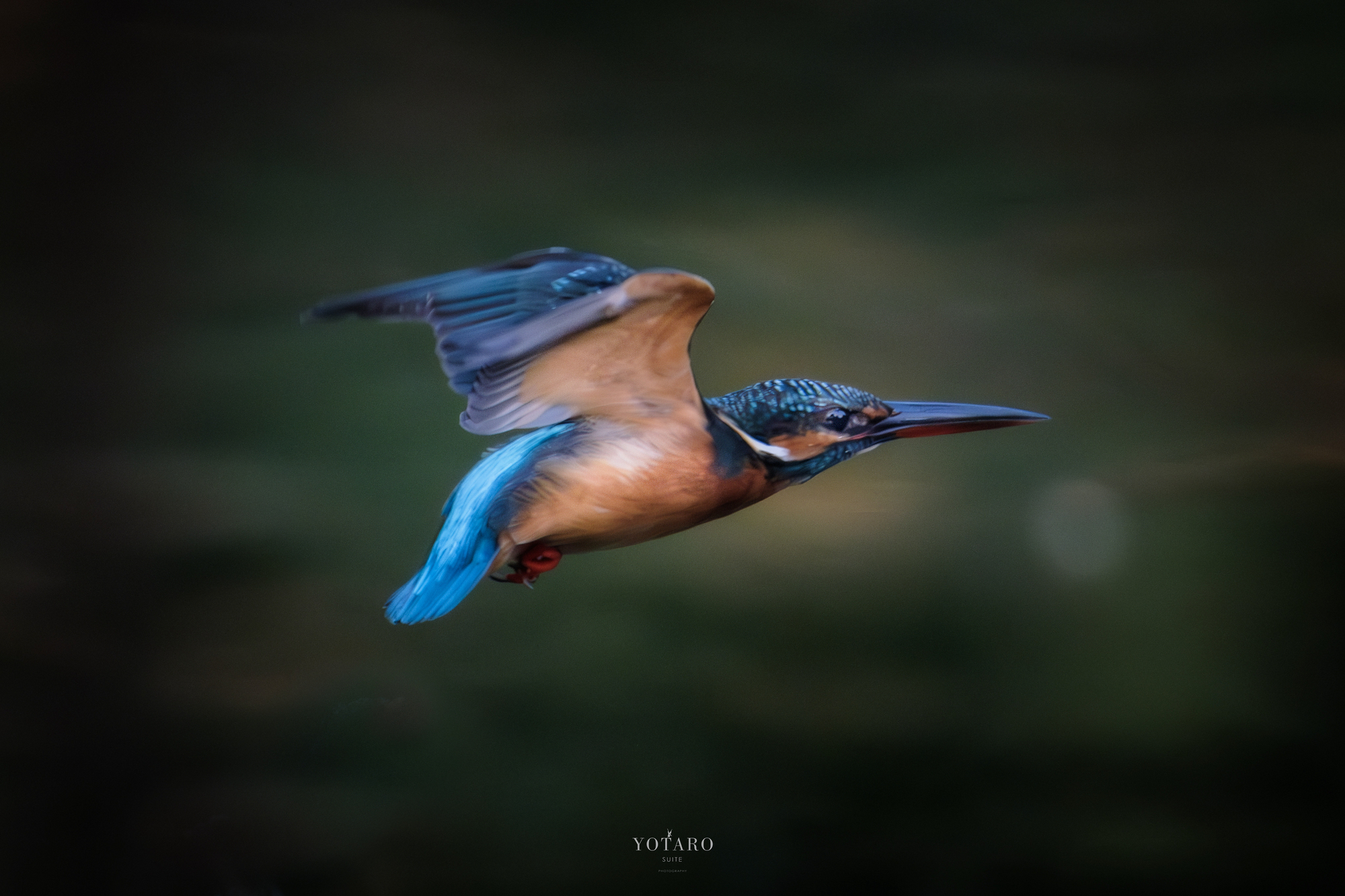フジの野鳥撮影【2024年上半期ベスト写真】 - MONOKIRI 35mm