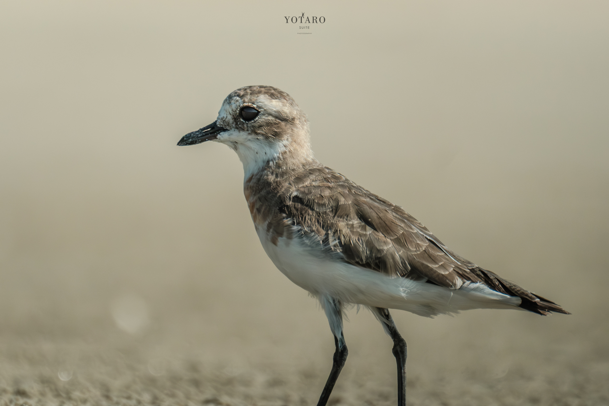 今日のX-T5『鳥撮り小旅行 -砂浜のチドリ-』 - MONOKIRI 35mm