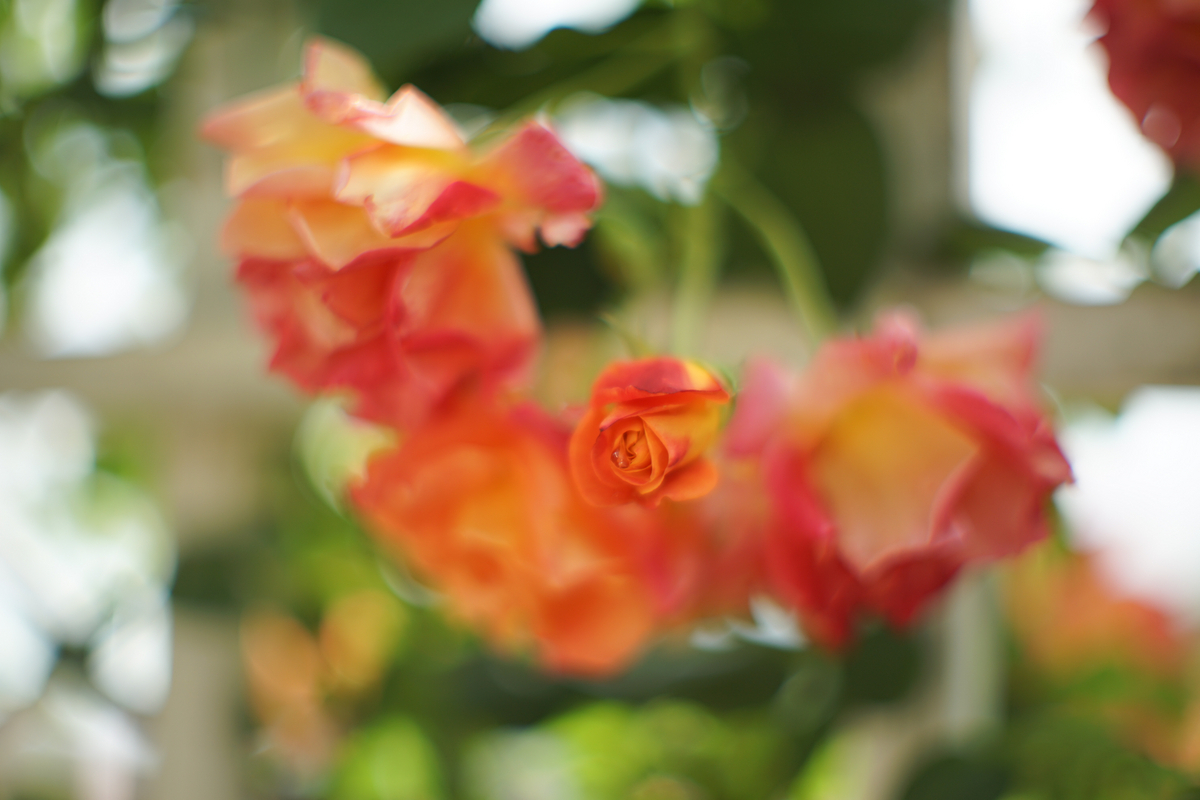 20. 「CANON LENS FL 58mm f1.2 (Ⅰ)」 ボケフォト的 作例