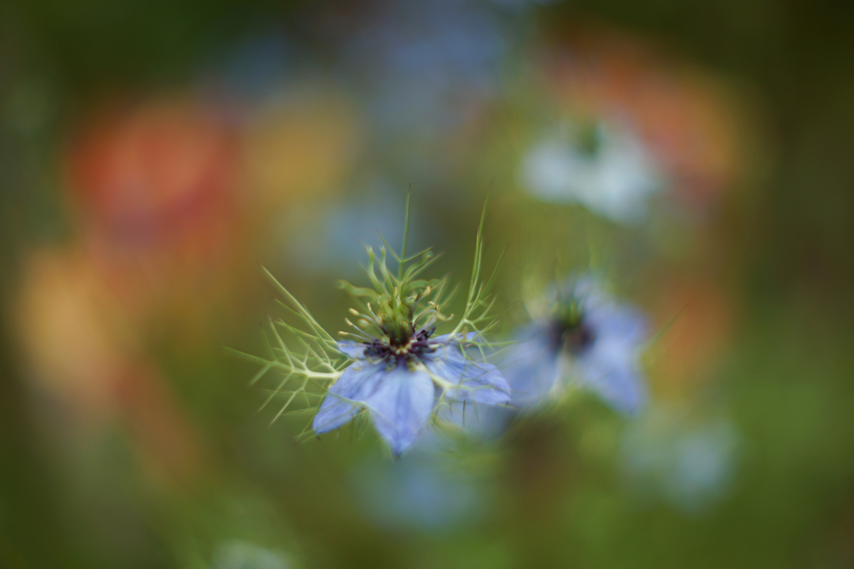 20. 「CANON LENS FL 58mm f1.2 (Ⅰ)」 ボケフォト的 作例