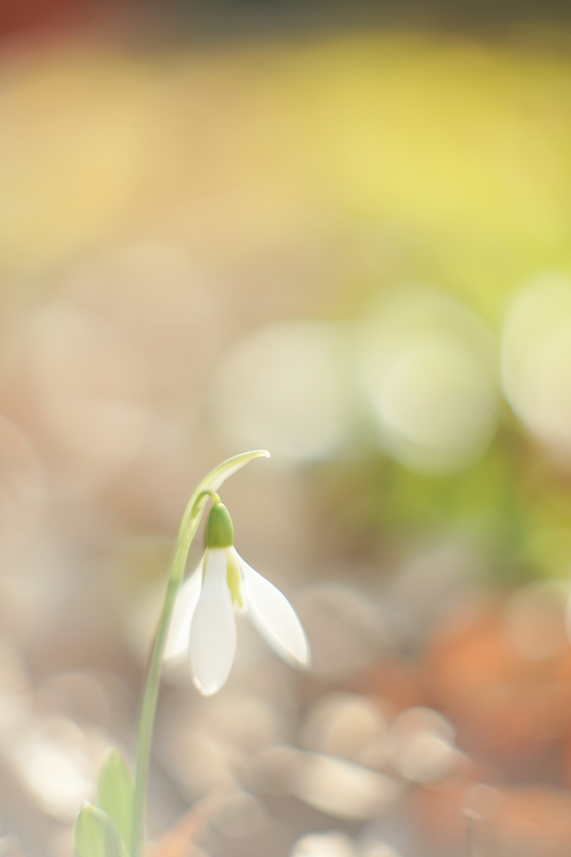 20. 「CANON LENS FL 58mm f1.2 (Ⅰ)」 ボケフォト的 作例