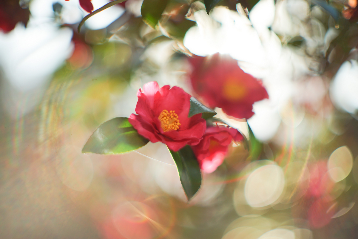 20. 「CANON LENS FL 58mm f1.2 (Ⅰ)」 ボケフォト的 作例